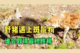 皮糙肉厚的野猪遇上掏肛专家斑鬣狗，到底谁会取得最终胜利？视频封面
