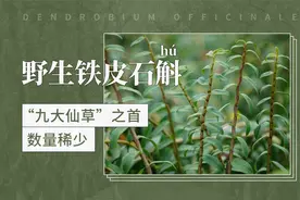 野生铁皮石斛（hú）——“九大仙草”之首，数量稀少视频封面