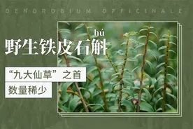 野生铁皮石斛（hú）——“九大仙草”之首，数量稀少视频封面