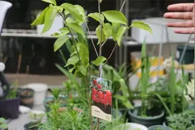 家里阳台能种樱桃吗？园艺师教你，答案是肯定的，一棵樱桃苗就行视频封面