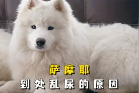 萨摩耶到处尿让人烦，可能是这些原因！视频封面