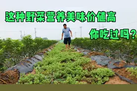 马子菜被我们誉为长寿菜，也是蛰人虫洋辣子的克星，来欣赏了解下视频封面