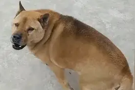 太记仇了！大黄狗绝育四年看见兽医仍哀嚎逃窜 兽医:见到我就害怕视频封面