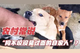农村常说“狗不咬没见过面的自家人”，狗是怎么分辨出来的？视频封面