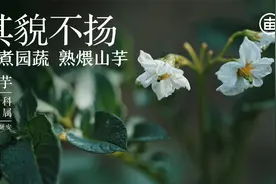 你知道土豆和茄子是亲戚么？最早欧洲人是不敢吃它的，因为它有毒视频封面