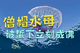 海边沙滩上美丽气球千万别摸 小心试试就"逝世"视频封面