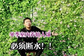 冬季室内养仙人球无论南方北方，合理断水才健康，春季就能开爆盆视频封面