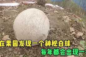 他在果园发现一个神秘白球，每年都会出现一次视频封面