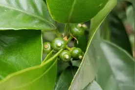 沃柑保果技术方案， 这样保果幼果膨大快以果压梢！视频封面