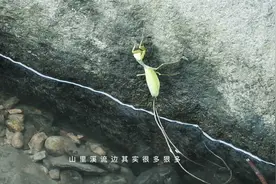 带你进山里抓铁线虫