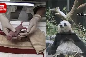 分娩画面公布！旅日大熊猫“真真”生下一对双胞胎视频封面