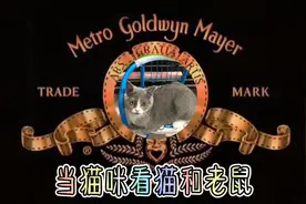 猫咪看动画片猫和老鼠。这杰瑞太凶了，看得一愣一愣，摇头晃脑的