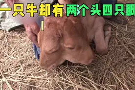 世界之大无奇不有，一只牛却有两个头四只眼睛，你见过吗？视频封面