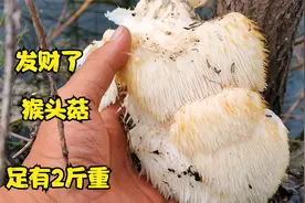 猴头菇长在陡坡，下面就是河步步惊险，采到手足有2斤重，发财了视频封面