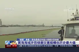 “绿潮”来袭！青岛遭遇近年最大规模浒苔侵袭 目前周边情况如何