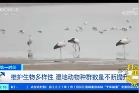 维护生物多样性，我国湿地动物种群数量不断提升|第一时间视频封面