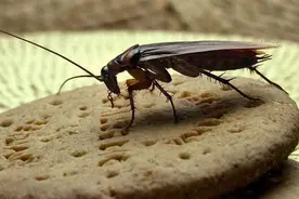 蟑螂最怕的东西，在家都能做，只需自制就能让蟑螂子孙断绝视频封面