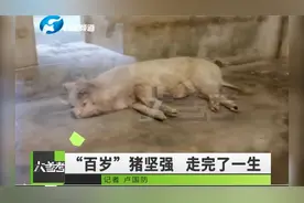 “猪坚强”因病去世，虽然它已走完一生但精神和故事会被流传视频封面