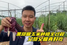 5个月艰辛劳作，黑甜糯玉米从种植到丰收全过程，又甜又糯真好吃视频封面