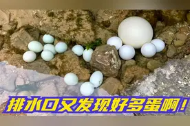 表弟在排水口旁边发现一大堆蛋！有一个超大的蛋！到底是什么蛋？视频封面