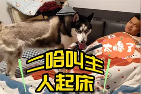 二哈叫人起床有多绝？直接把主人整的崩溃大哭，这傻狗你敢养？视频封面