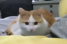 猫儿子一大早爬到爸爸床上，乖乖叫爸爸起床视频封面