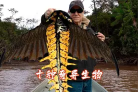 从没有眼睛的“怪物”到活化石，细数人类捕获过的十种奇异生物！视频封面