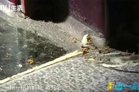 家里全是蚂蚁难根治 专家出手全搞定！视频封面