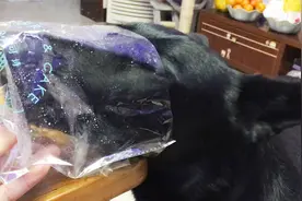 我吃面包，你吃面包纸～很公平