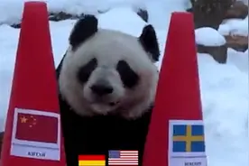 国宝萌力加持！旅俄大熊猫预测冬奥会奖牌榜：中俄在列视频封面