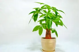 发财树主枝干腐烂干枯是什么原因导致的？以及怎样正确处理视频封面