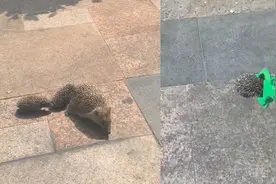 小刺猬跟妈妈遛弯走丢，女子将它送草丛，小刺猬：这下彻底迷路了视频封面