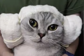 猫咪抗拒剪指甲怎么办？看我一招封印它视频封面