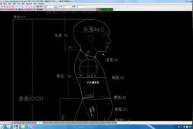 童装人体净尺寸及体型分析