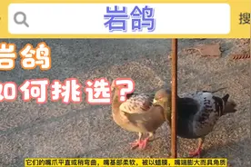 岩鸽和普通鸽子有区别吗？