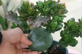 长寿花叶片越长越小，开花越开越少，别一味补肥，否则问题更严重视频封面