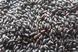 今天才发现，黑米用手搓一搓，真假大米一眼就辨别！早了解早受益视频封面