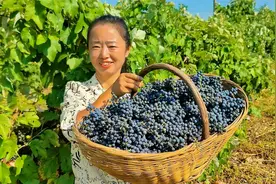 山上野葡萄成熟了，小峰摘了20斤做葡萄酒，一串串摘着太过瘾了视频封面