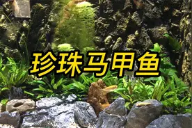 珍珠马甲鱼视频封面