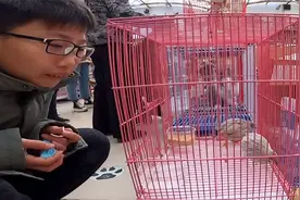 逛花鸟鱼虫市场，发现世界上最小的鸡，只生蛋不打鸣！就是太贵了视频封面