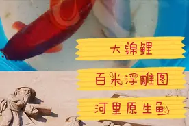 今天在海河边码头捞到了大锦鲤，原生鱼也不少，景观不错值得来玩视频封面