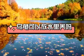 乌龟可以一直放在水里面养吗视频封面