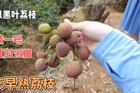 广东早熟荔枝“科技一号”果皮比较红时，就可以采摘了，不酸不涩视频封面
