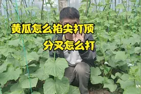 黄瓜能不能打顶？分叉怎么打？这几点要了解，别再做错了