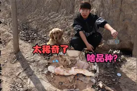 野外土洞里掏出个玻璃瓶，奇怪的是里边装着只壁虎，不过这啥品种视频封面
