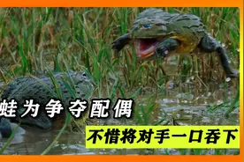 牛蛙为争夺配偶，不惜将对手一口吞下，反被一记背摔甩飞出去！视频封面