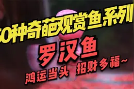 50种奇葩的观赏鱼系列：罗汉鱼，鸿运当头，招财多福~视频封面