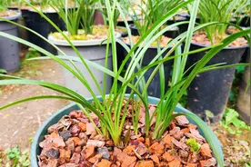 要想冬天新栽兰花服盆快，谨记4点，30天之内肯定服盆！视频封面