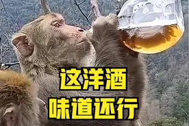 猴子也喜欢喝酒？而且还是洋酒视频封面