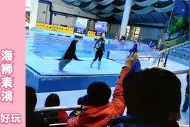 海洋馆海狮表演：一不小心就翻车，逗得大家笑不停视频封面